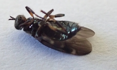 Berisina maculipennis