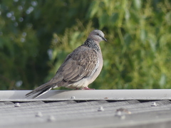 Streptopelia chinensis