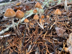 Hypholoma marginatum
