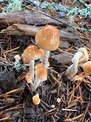 Hypholoma marginatum