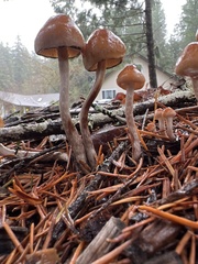 Hypholoma marginatum