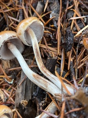 Hypholoma marginatum