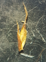 Carex ramosa