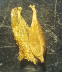 Carex ramosa