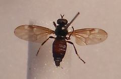 Berisina maculipennis
