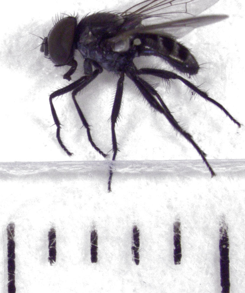 Fannia pusio (Insects validated new to N.Z. by MPI) · iNaturalist