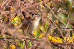 Cistothorus palustris