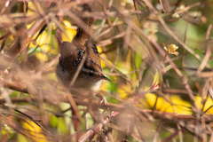 Cistothorus palustris