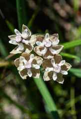 Asclepias cucullata