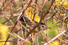 Cistothorus palustris