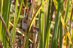 Cistothorus palustris