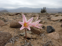 Zephyranthes advena