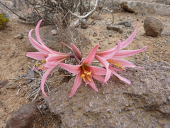 Zephyranthes advena