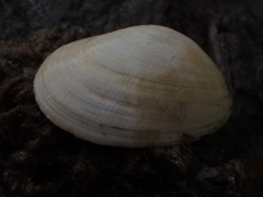 Venerupis galactites