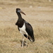 Abdim's Stork - Photo (c) Lorenz Seebauer, some rights reserved (CC BY-NC), uploaded by Lorenz Seebauer