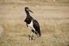 Abdim's Stork - Photo (c) Lorenz Seebauer, some rights reserved (CC BY-NC), uploaded by Lorenz Seebauer