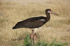 Abdim's Stork photo 3