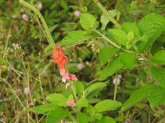 Stachytarpheta mutabilis