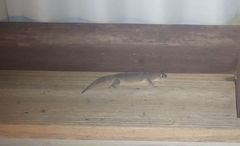 Gehyra australis
