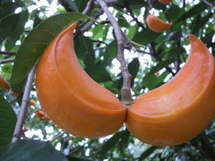 Tabernaemontana litoralis