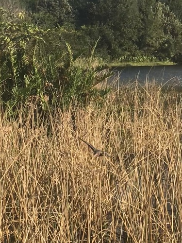 Butorides virescens image