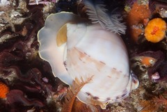 Semicassis zeylanica