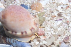 Semicassis zeylanica