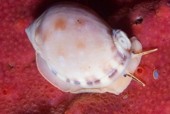 Semicassis zeylanica