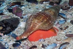 Africofusus ocelliferus