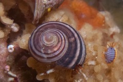 Gibbula zonata