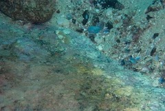 Spondyliosoma emarginatum
