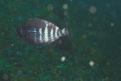 Spondyliosoma emarginatum