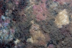 Spondyliosoma emarginatum