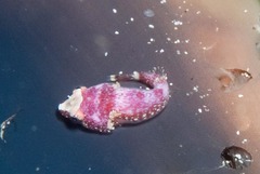 Apletodon pellegrini