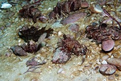 Spondyliosoma emarginatum