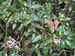 Microgramma piloselloides