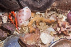 Semicassis zeylanica