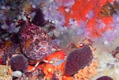 Clinus superciliosus