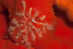 Parazoanthus capensis