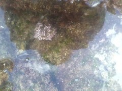 Lithophyllum incrustans