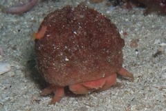 Pseudodromia latens