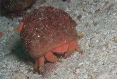 Pseudodromia latens
