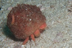 Pseudodromia latens