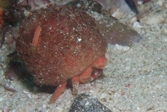 Pseudodromia latens