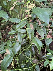 Philodendron consanguineum