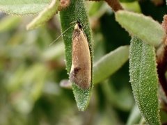 Delexocha ochrocausta