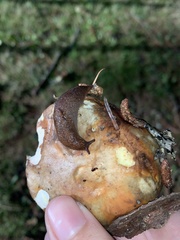 Prophysaon foliolatum