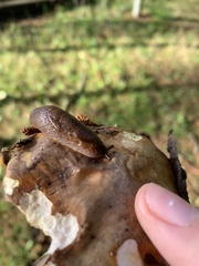 Prophysaon foliolatum
