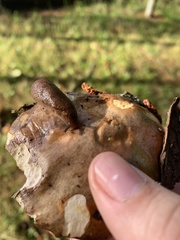 Prophysaon foliolatum