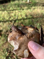 Prophysaon foliolatum